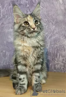 Photo №1. maine coon - à vendre en ville de Tioumen | négocié | Annonce № 9689