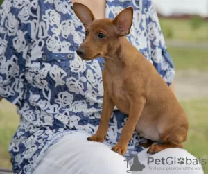 Photo №3. Chiot pinscher nain rouge foncé 3 mois.. Biélorussie