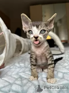 Photo №3. Chatons Devon Rex avec pedigree disponibles à la vente dans des maisons de. Allemagne