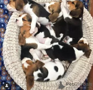 Photo №1. beagle - à vendre en ville de Fagervik | Gratuit | Annonce №128842