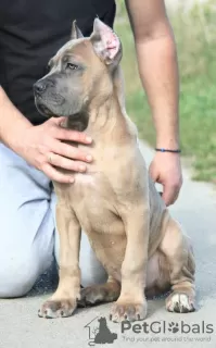 Photos supplémentaires: Chiots Cane Corso disponibles à la vente.