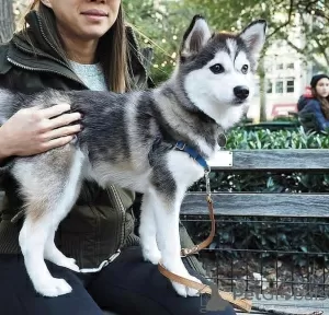 Photo №1. husky de sibérie - à vendre en ville de Rovinari | 350€ | Annonce №8225