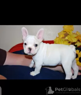 Photo №4. Je vais vendre bouledogue en ville de Hannover. annonce privée - prix - 411€