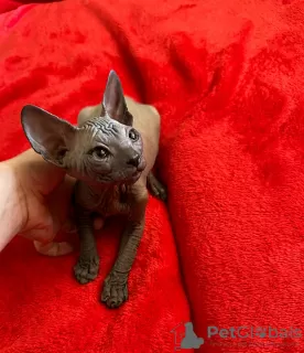 Photo №1. sphynx - à vendre en ville de Valmiera | 300€ | Annonce № 51331