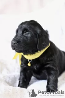 Photo №3. Filles Straight Coated Retriever. Fédération de Russie