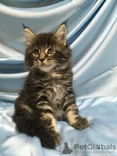 Photo №4. Je vais vendre maine coon en ville de Chelyabinsk. de la fourrière - prix - 333€