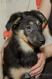 Photo №3. Puppy Lara cherche une famille. Fédération de Russie