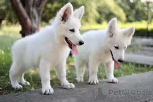 Photos supplémentaires: Chiots Berger Blanc Suisse à vendre