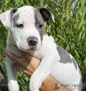 Photos supplémentaires: Magnifiques chiots Amstaff de sang noble