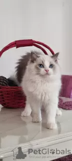 Photo №2 de l'annonce № 106817 de la vente ragdoll - acheter à Turquie éleveur