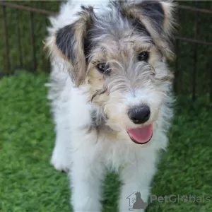 Photo №1. fox-terrier - à vendre en ville de Jarlmadangah Burru | 946€ | Annonce №50389