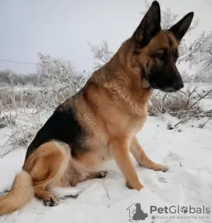 Photos supplémentaires: Chiots berger allemand à vendre