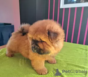 Photos supplémentaires: Chiots chow-chow