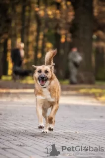 Photo №4. Je vais vendre chien bâtard en ville de Москва. annonce privée - prix - Gratuit