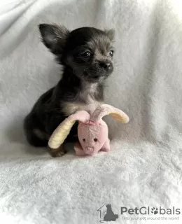 Photo №3. CHIHUAHUA CHIOT. Allemagne