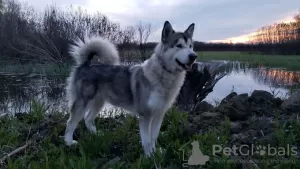 Photo №1. malamute de l'alaska - à vendre en ville de Kherson | 93€ | Annonce №13707