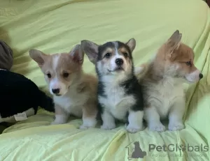 Photo №1. welsh corgi - à vendre en ville de Berlin | Gratuit | Annonce №23730