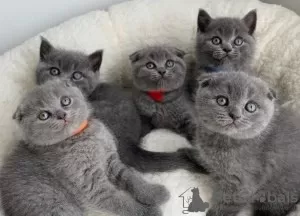 Photo №1. british shorthair - à vendre en ville de Boom | 379€ | Annonce № 96210