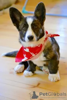 Photo №4. Je vais vendre welsh corgi en ville de Minsk. éleveur - prix - négocié