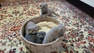 Photos supplémentaires: Chaton Scottish fold