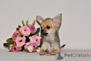 Photo №4. Je vais vendre chihuahua en ville de Москва. de la fourrière, éleveur - prix - 398€