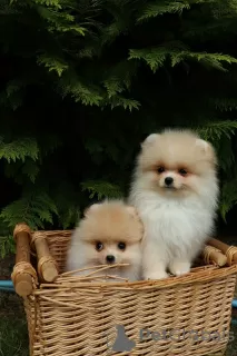 Photos supplémentaires: Chiots de Poméranie mignons