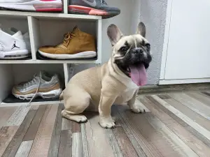 Photo №4. Je vais vendre bouledogue en ville de Saint-Pétersbourg. éleveur - prix - 716€