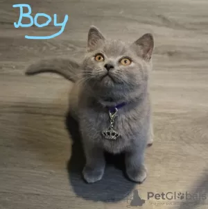 Photo №3. Beaux chatons British Shorthair Blue et Colourpoint Blue. Turquie