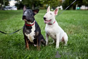 Photo №2 de l'annonce № 15218 de la vente bull terrier - acheter à Biélorussie annonce privée