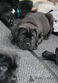 Photos supplémentaires: Chiots cane corso