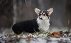 Photos supplémentaires: Fille Welsh Corgi Pembroke