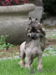 Photo №1. chien chinois à crête - à vendre en ville de Piaseczno | 1250€ | Annonce №77895