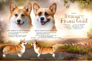 Photo №2 de l'annonce № 71303 de la vente welsh corgi - acheter à Fédération de Russie de la fourrière