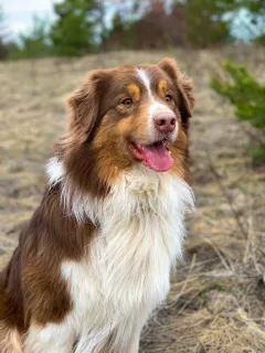 Photos supplémentaires: OFFERT POUR TRICOTER UN MÂLE DE CHIEN BERGER AUSTRALIEN!