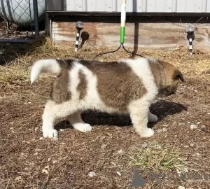 Photo №3. Chiots Akita prêts pour un bon foyer. Allemagne