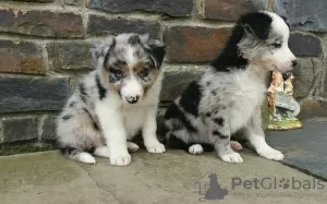 Photo №1. border collie - à vendre en ville de Potsdam | 320€ | Annonce №126345