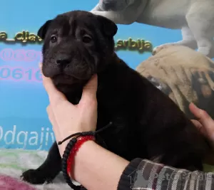 Photos supplémentaires: chiots shar pei