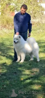 Photos supplémentaires: Chiots Samoyèdes à vendre