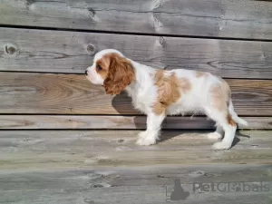 Photo №3. Garçons Cavalier King Charles Spaniel. Norvège