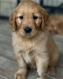 Photo №2 de l'annonce № 110037 de la vente golden retriever - acheter à Allemagne éleveur