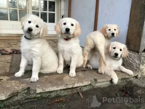 Photo №1. golden retriever - à vendre en ville de Aarhus | négocié | Annonce №10193