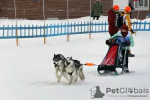 Photos supplémentaires: Chiots Husky mignons