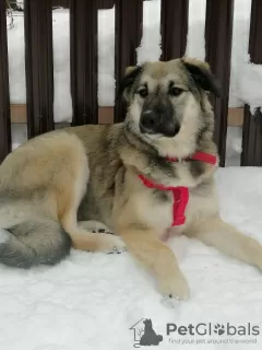 Photos supplémentaires: Douce beauté Olivia cherche un foyer !