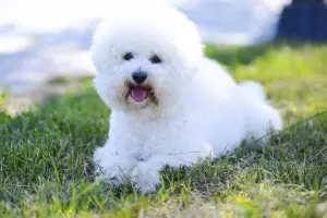 Photo №2 de l'annonce № 498 de la vente bichon à poil frisé - acheter à Georgia annonce privée, de l'abri, éleveur