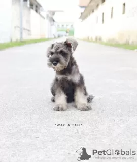 Photo №4. Je vais vendre schnauzer miniature en ville de Берлинген. annonce privée, de la fourrière, de l'abri - prix - 500€