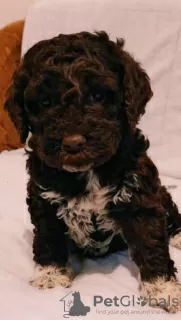 Photos supplémentaires: Chiots Lagotto Romagnolo