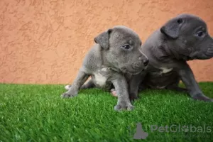 Photos supplémentaires: Chiots Pitbull Bluenose