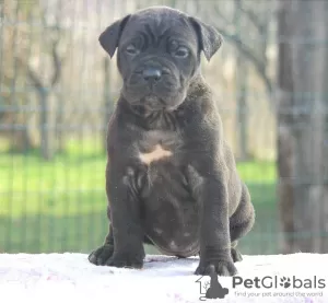 Photo №4. Je vais vendre cane corso en ville de Vršac.  - prix - Gratuit