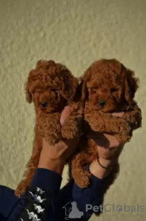 Photos supplémentaires: Mini Caniche, coloris rouge et abricot