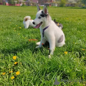 Photo №4. Je vais vendre husky de sibérie en ville de Poltava. de la fourrière - prix - négocié